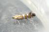 Phyllonorycter insignitella